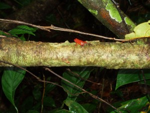 Pijlgifkikkertje in alle kleuren! in Tortuguero Costa Rica