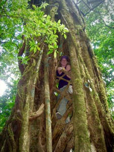 Strangler Fig Tree. Santa Elena & Monteverde