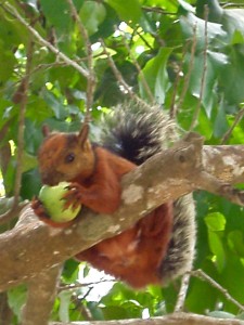 Wilde eekhoorn eet appeltjes boven mijn hoofd in Cabo Blanco - Costa Rica