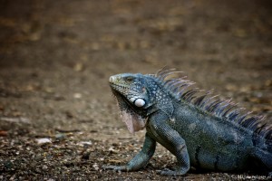 Iguana in Shete Boka National Park, curacao