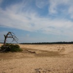 Landschaps foto van de zandduinen in Nationaal Park de Hooge Veluwe
