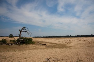 Landschaps foto van de zandduinen in Nationaal Park de Hooge Veluwe